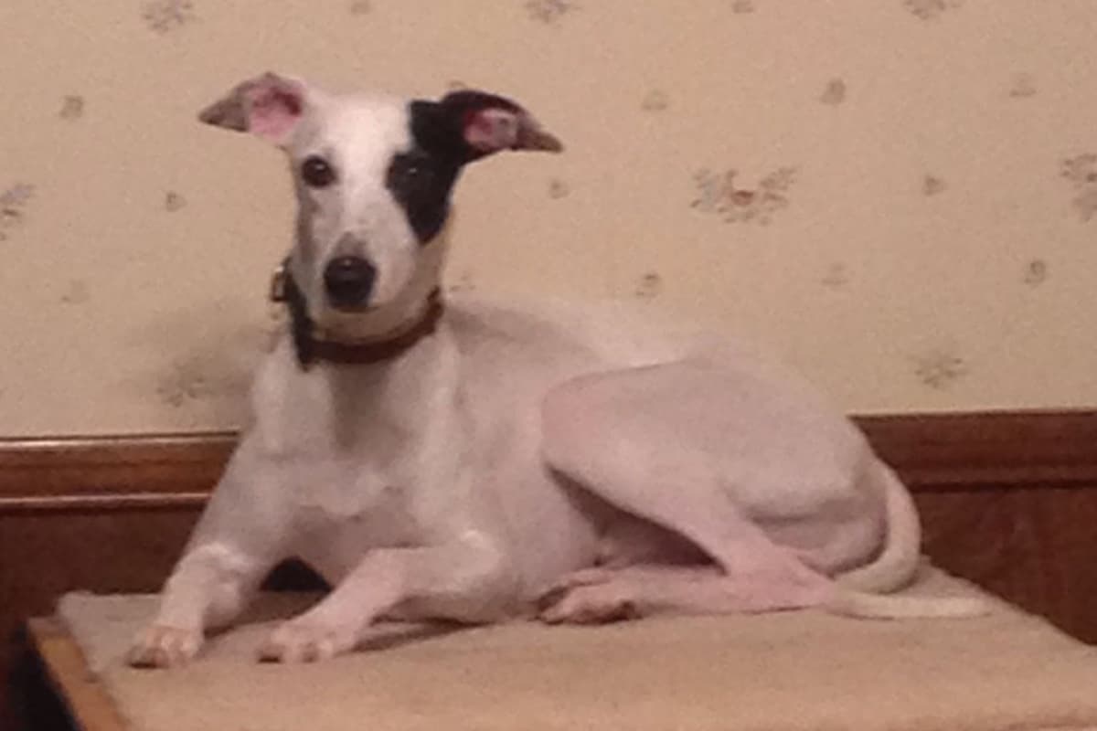 Whippet Puppies breeder image 7