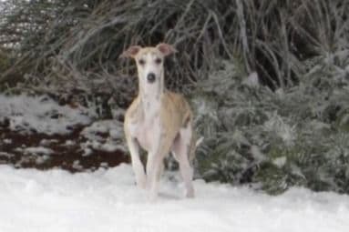 Whippet Puppies breeder image 3