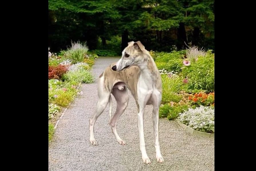 Whippet Puppies breeder image 4