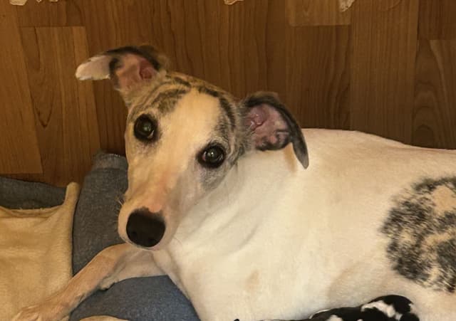 Whippet Puppies media 5