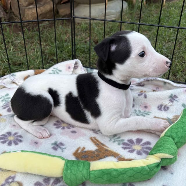 Whippet Puppies media 4