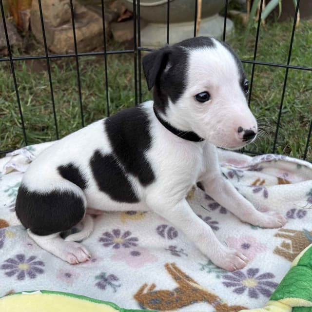 Whippet Puppies media 2