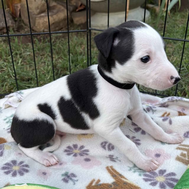 Whippet Puppies media 3