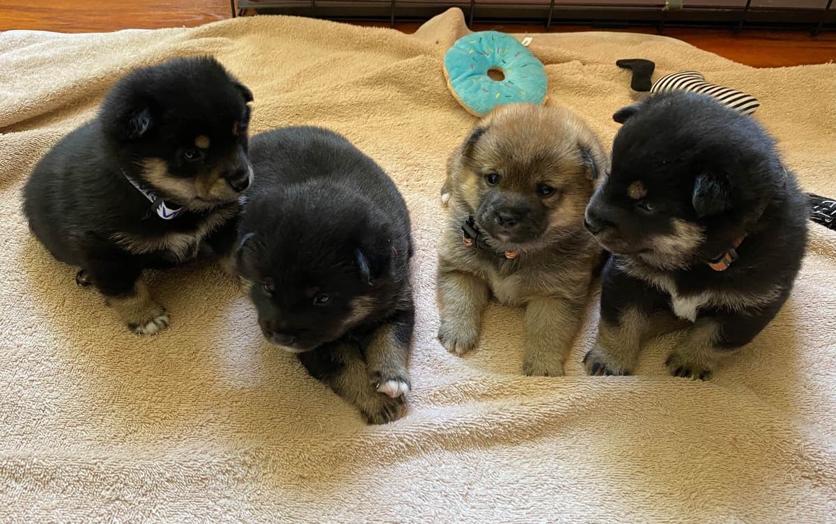 Shiba Inu Puppies breeder image 1