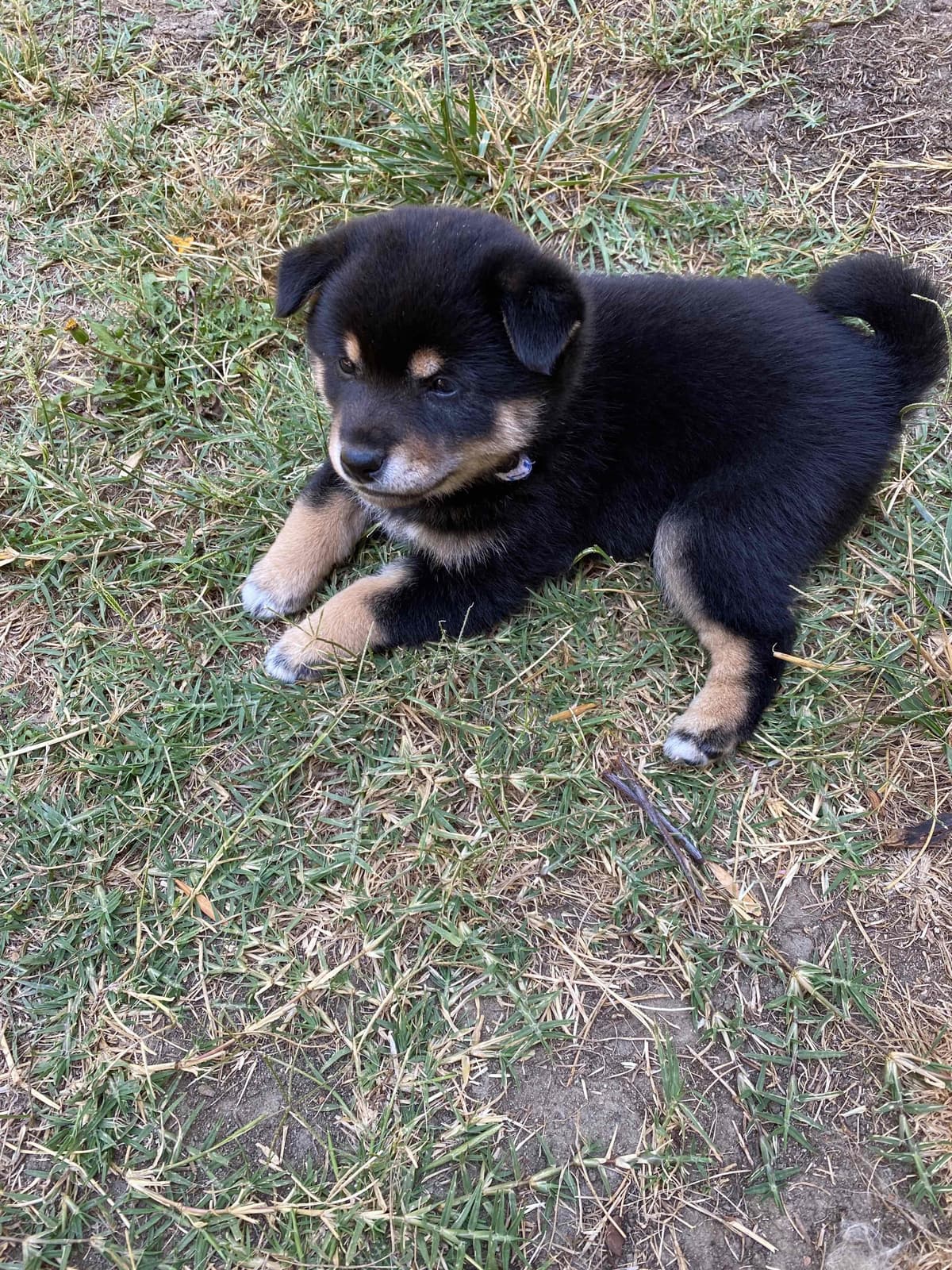 Shiba Inu Puppies breeder image 3