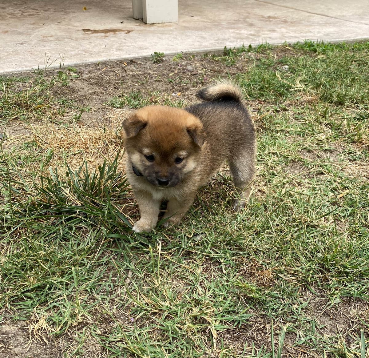 Shiba Inu Puppies breeder image 4