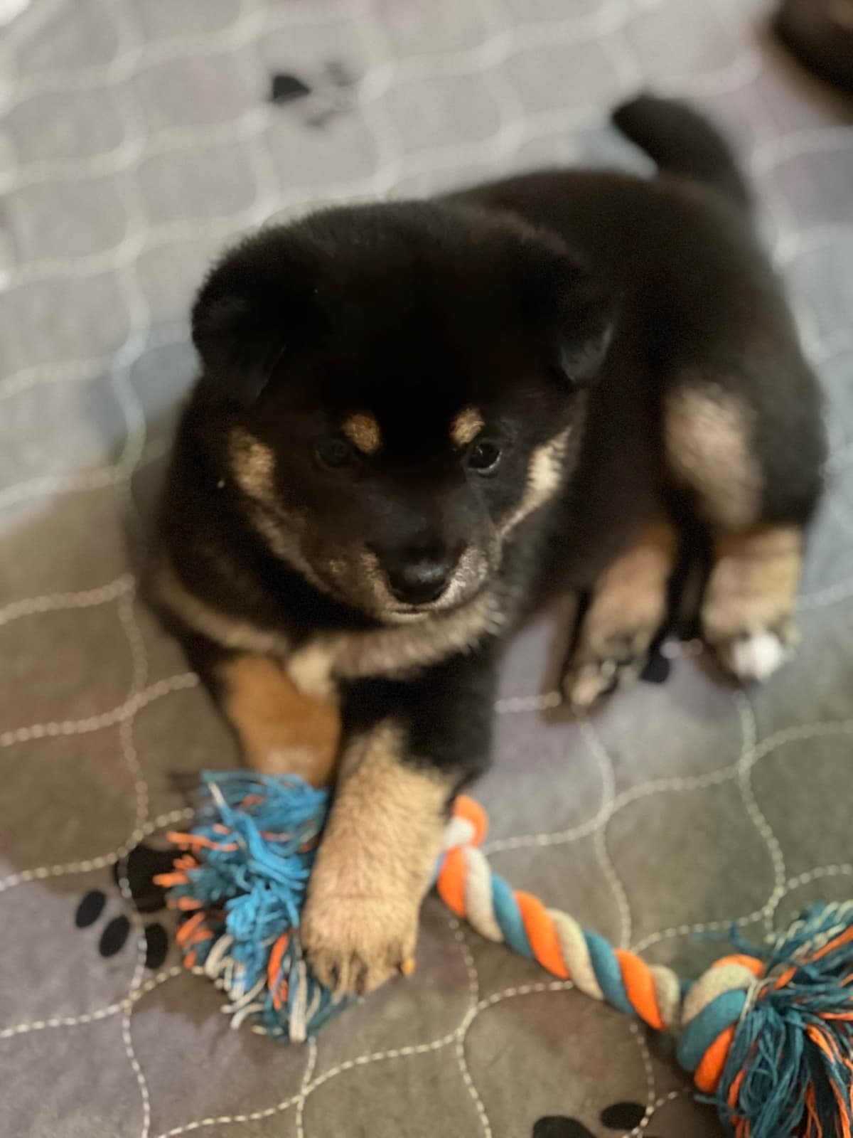 Shiba Inu Puppies breeder image 6