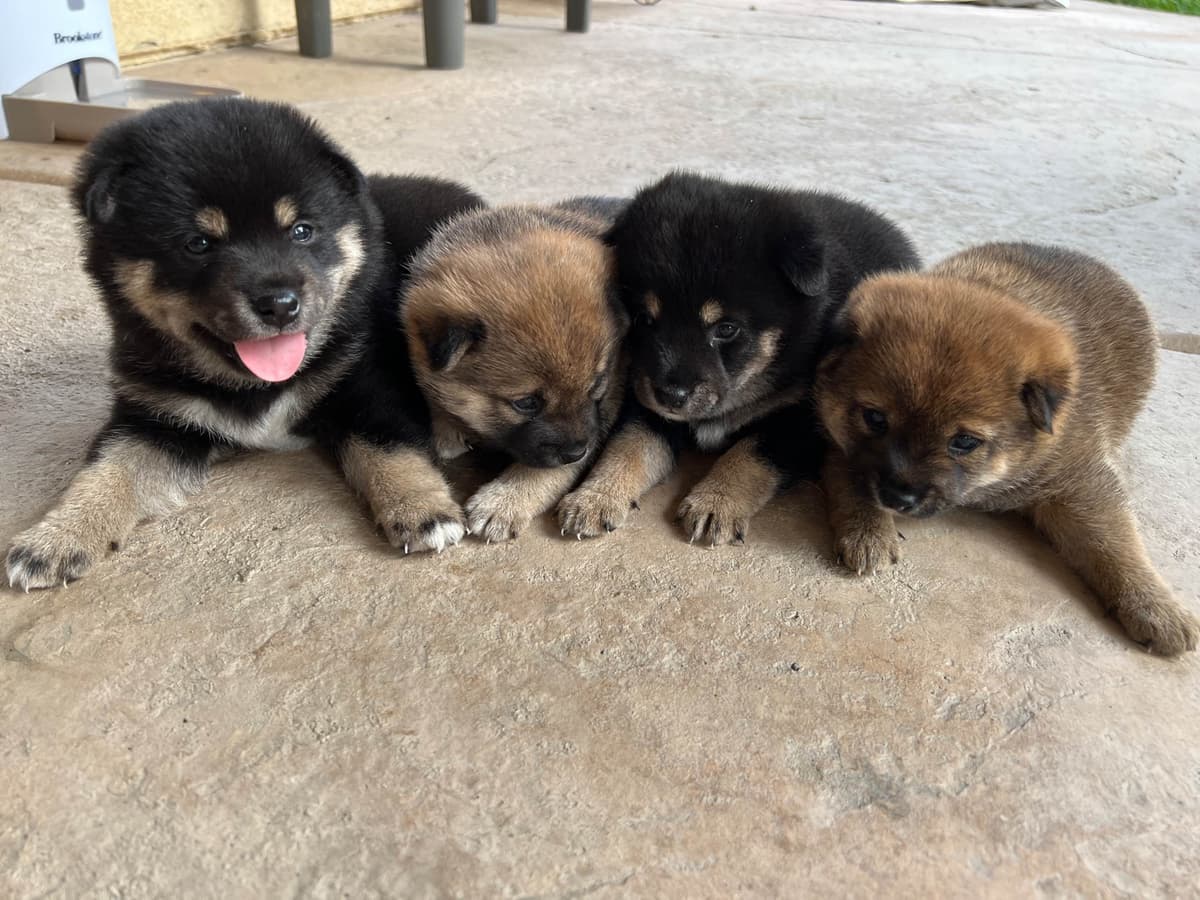 Shiba Inu Puppies breeder image 8
