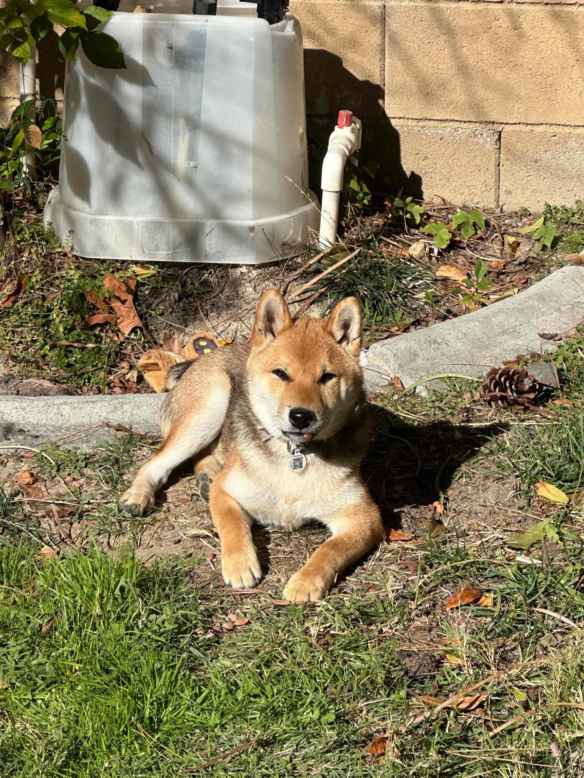 Shiba Inu Puppies breeder image 9