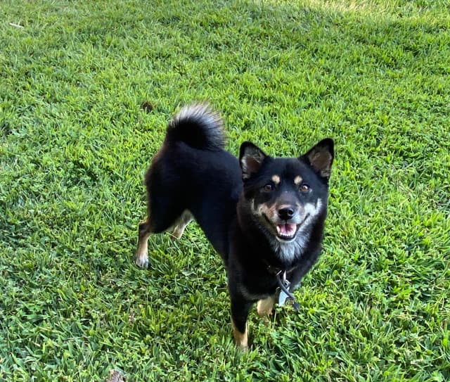 Shiba Inu Puppies media 2