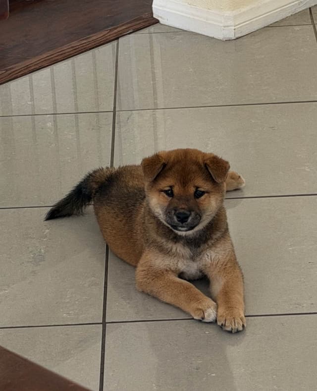 Shiba Inu Puppies media 3