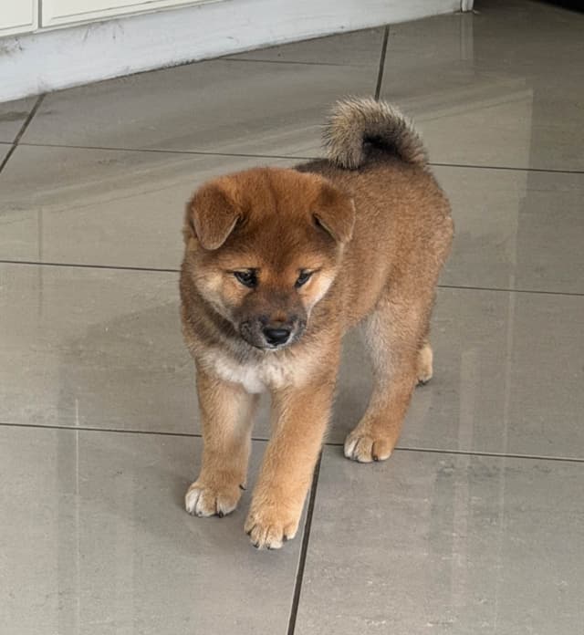 Shiba Inu Puppies media 4