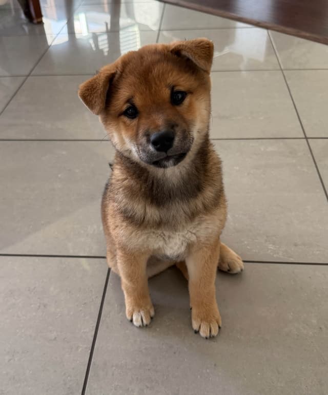 Shiba Inu Puppies media 5