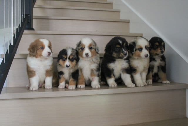 Miniature American Shepherd Puppies breeder image 2