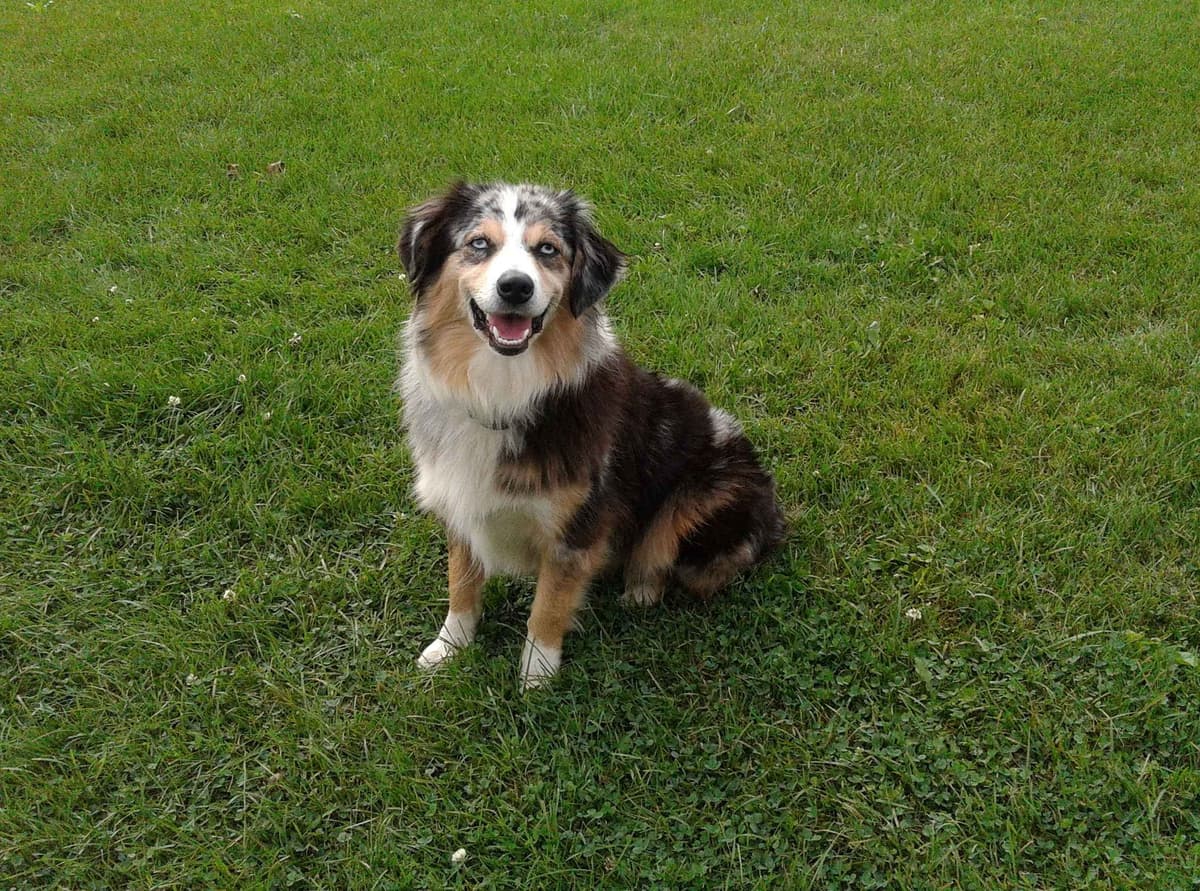 Miniature American Shepherd Puppies breeder image 3