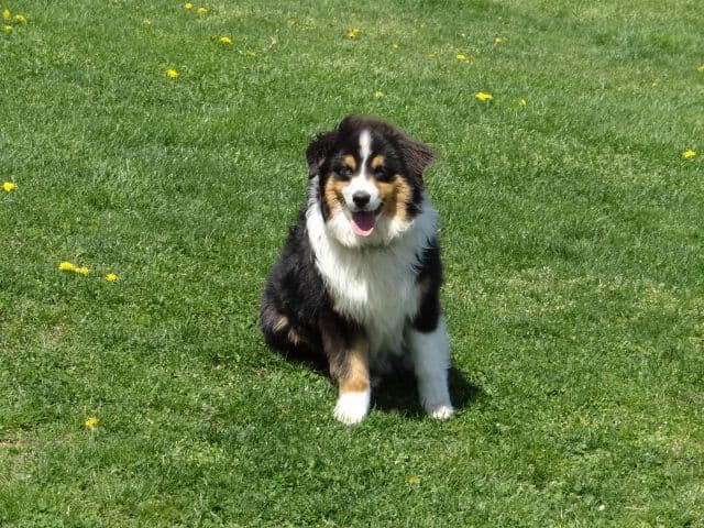 Miniature American Shepherd Puppies breeder image 4