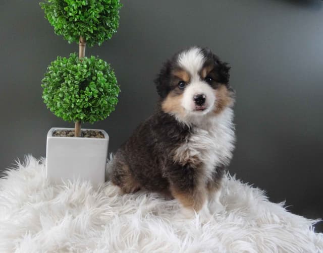 Miniature American Shepherd Puppies media 4