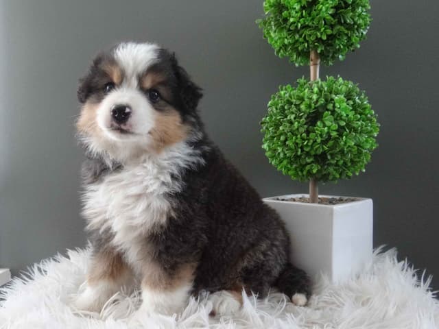 Miniature American Shepherd Puppies media 5