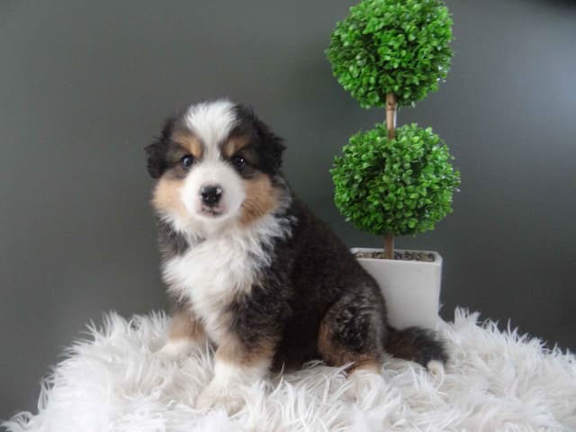 Miniature American Shepherd Puppies media 6