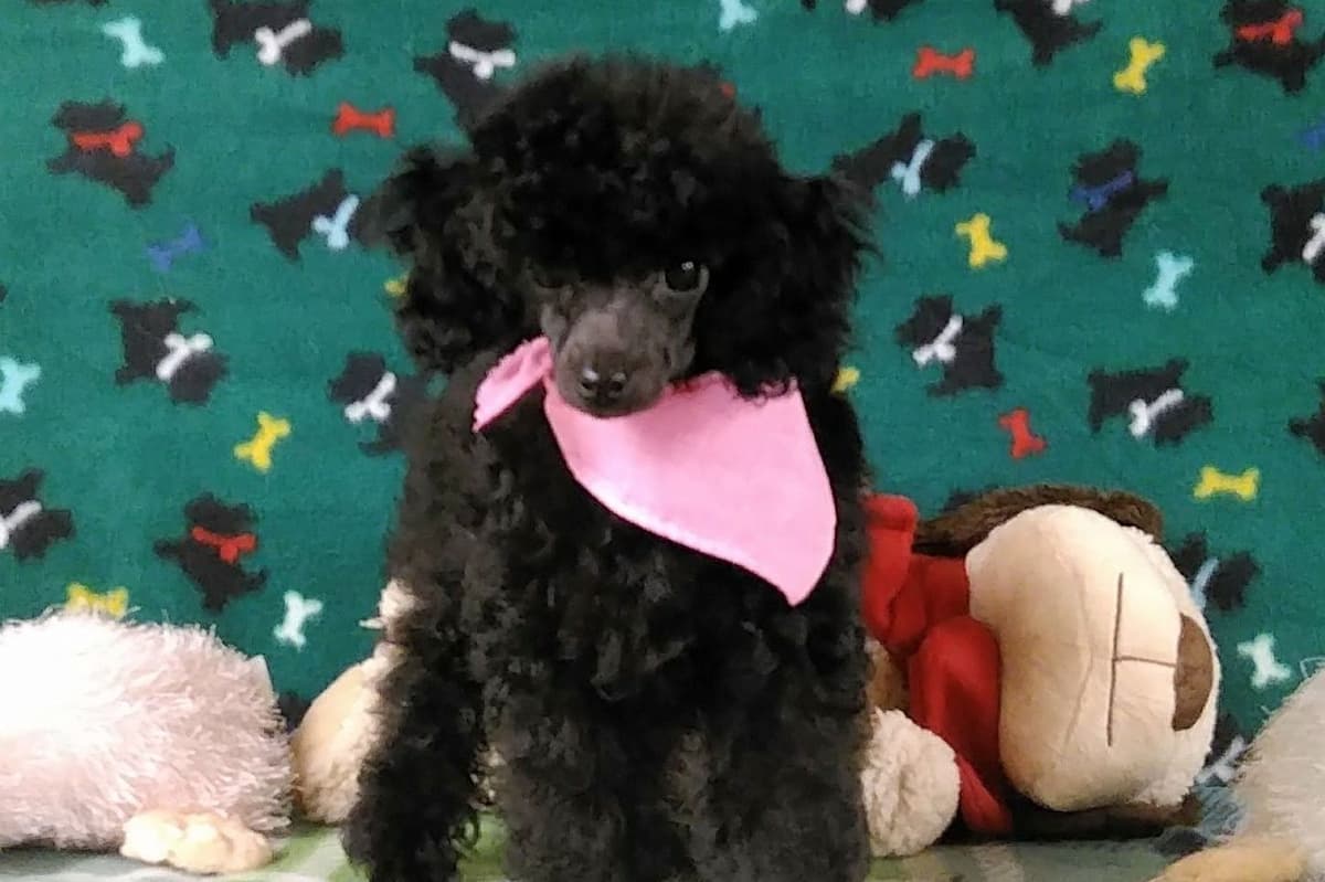 Toy Poodle Puppies breeder image 2