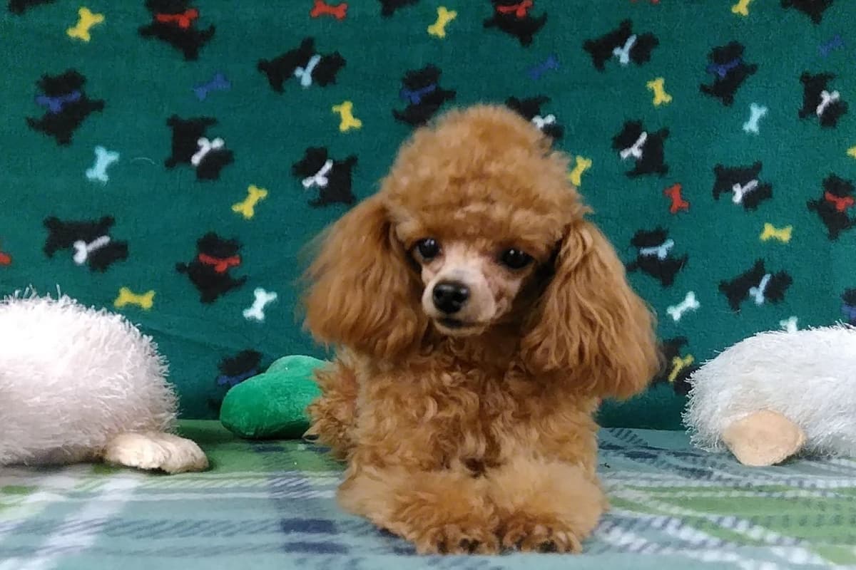 Toy Poodle Puppies breeder image 3