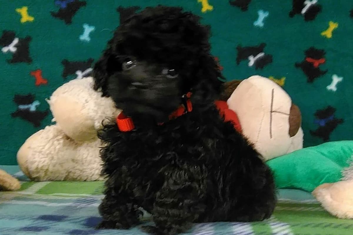 Toy Poodle Puppies breeder image 4
