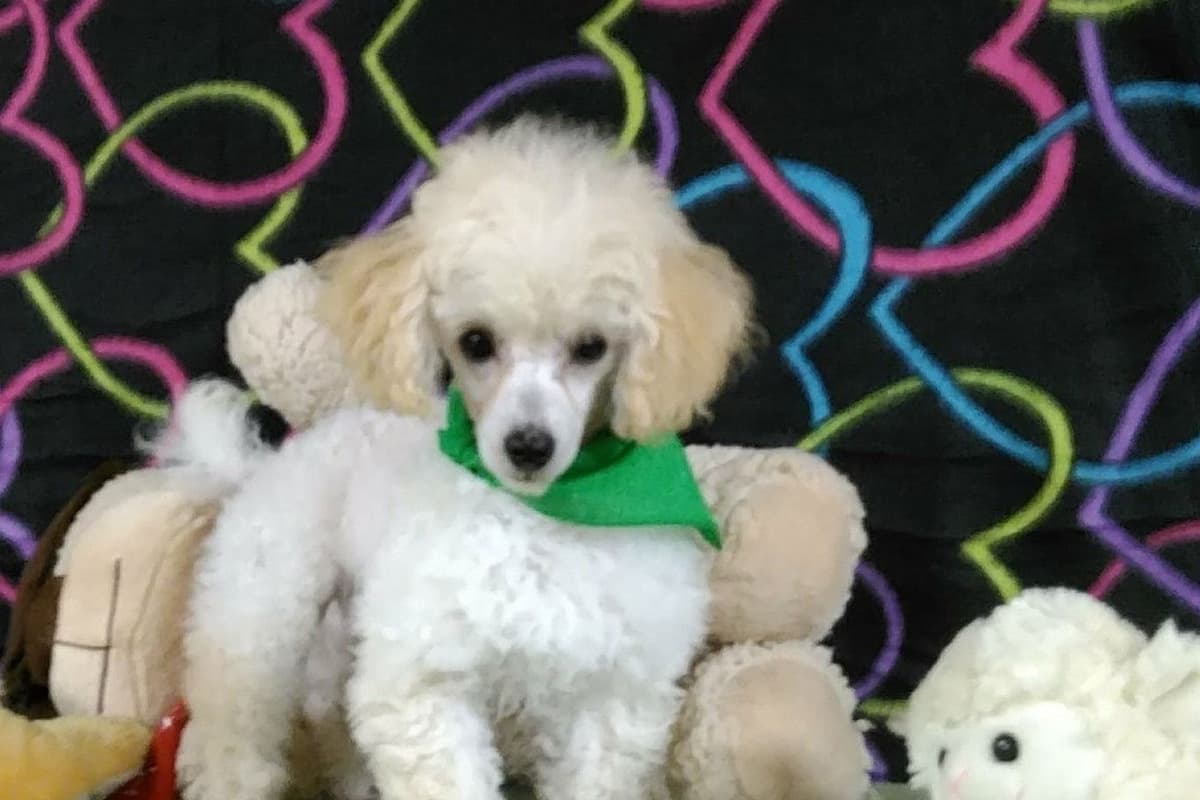 Toy Poodle Puppies breeder image 5