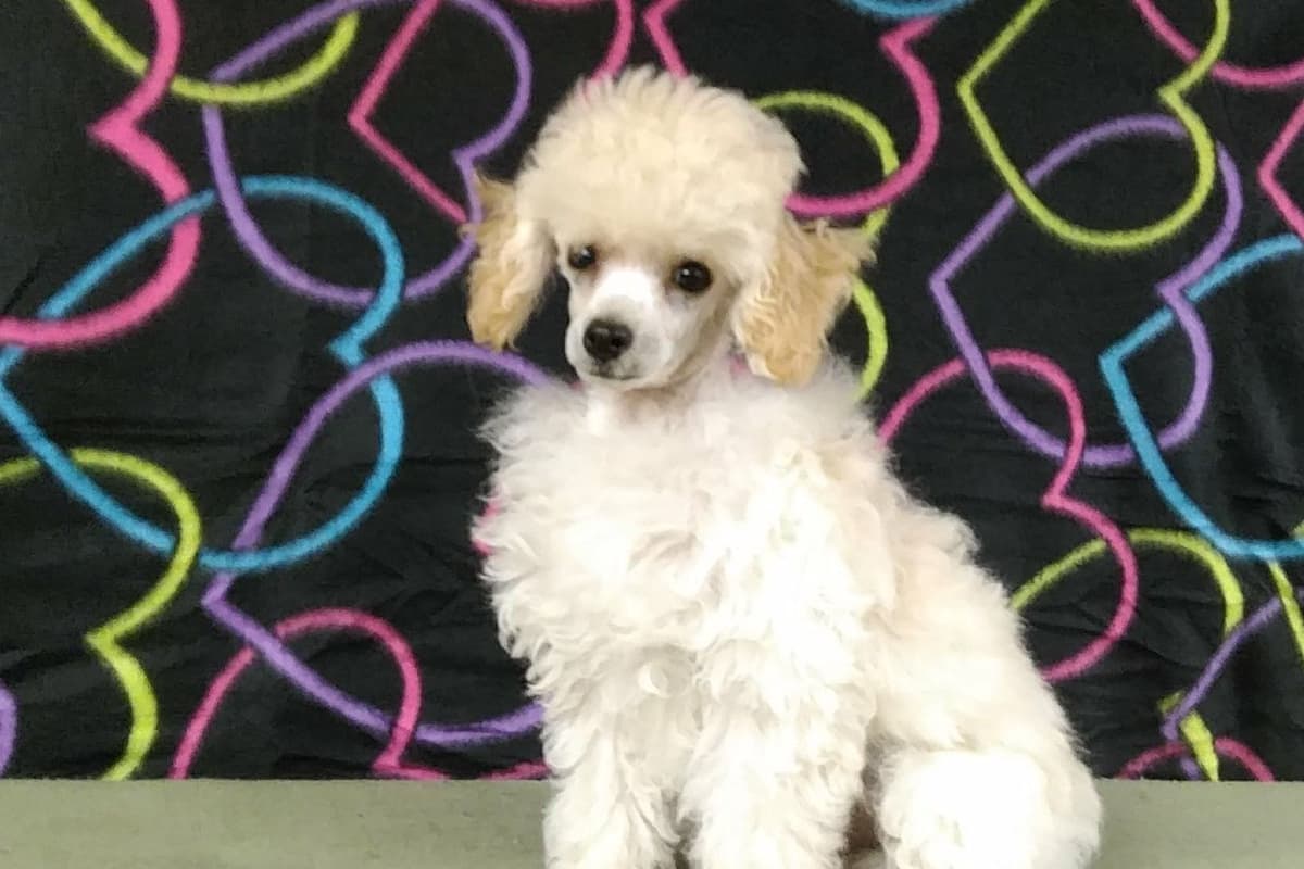 Toy Poodle Puppies breeder image 6