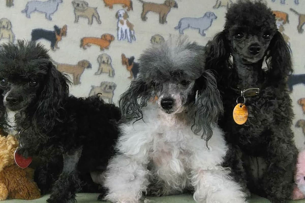 Toy Poodle Puppies breeder image 7