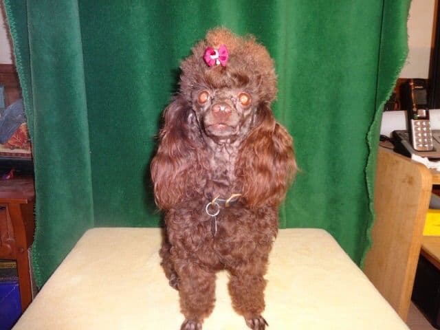 Toy Poodle Puppies breeder image 9
