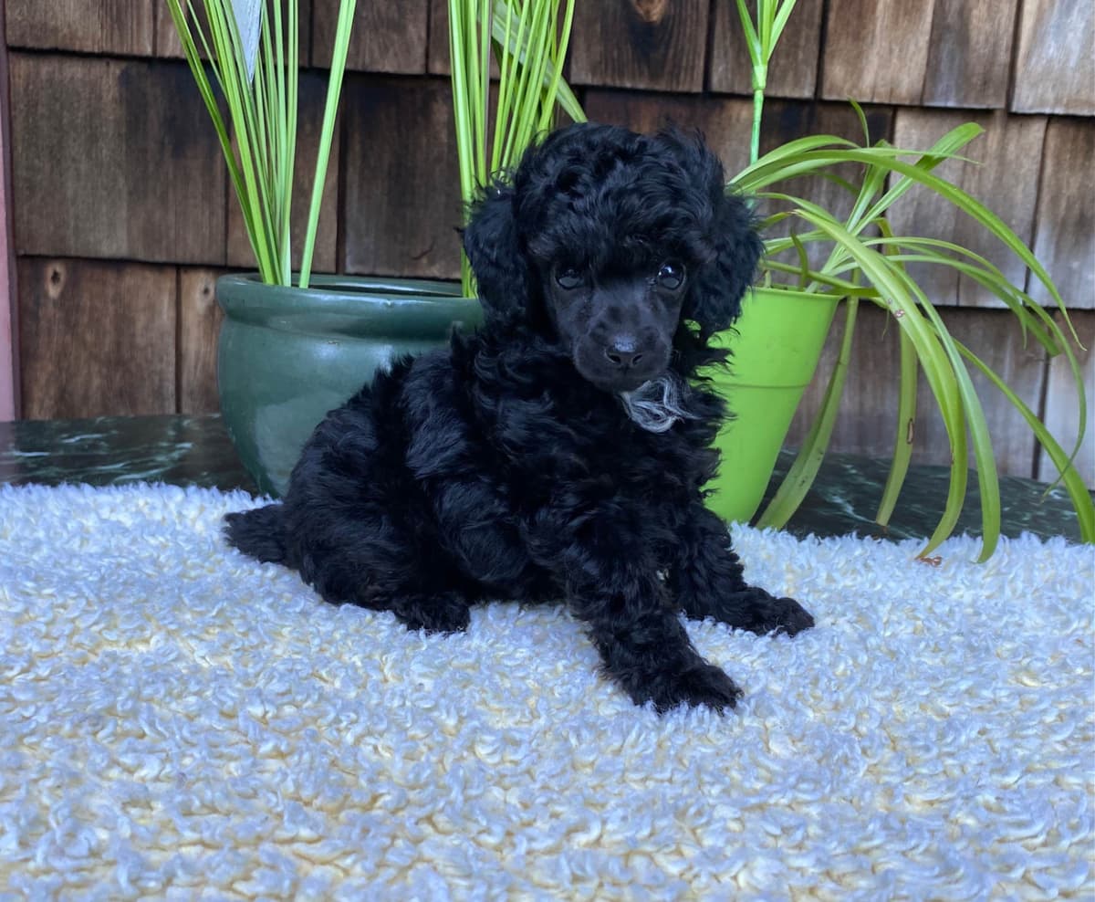 Toy Poodle Puppies breeder image 10