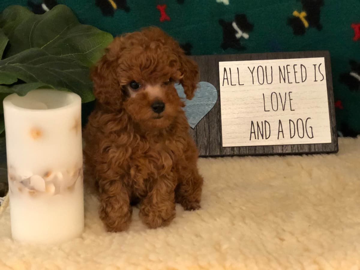Toy Poodle Puppies breeder image 16