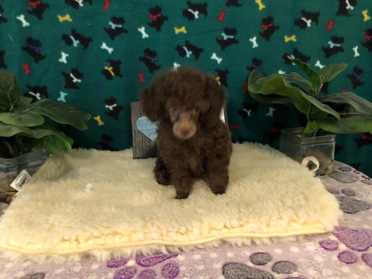 Toy Poodle Puppies breeder image 17