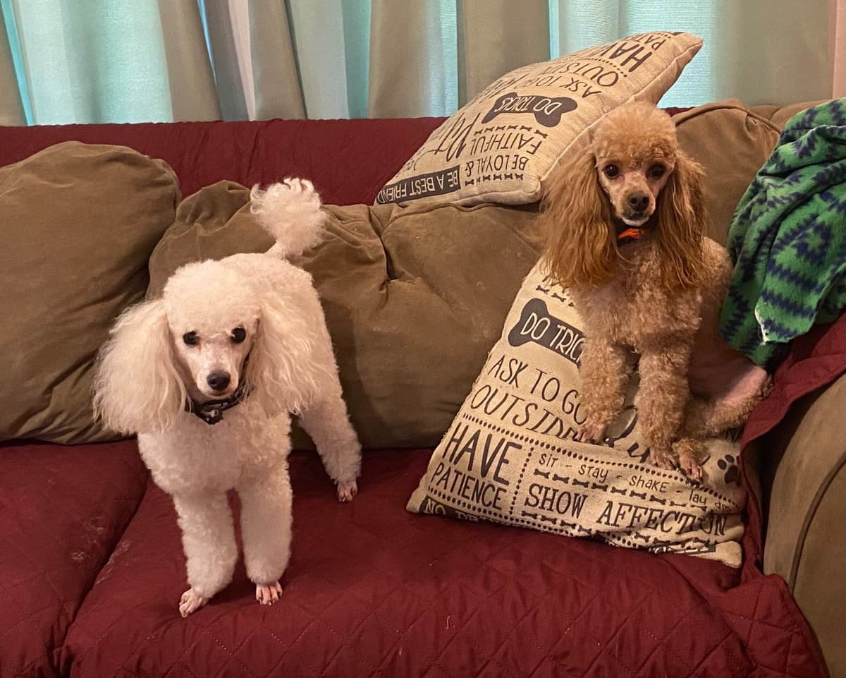 Toy Poodle Puppies breeder image 18