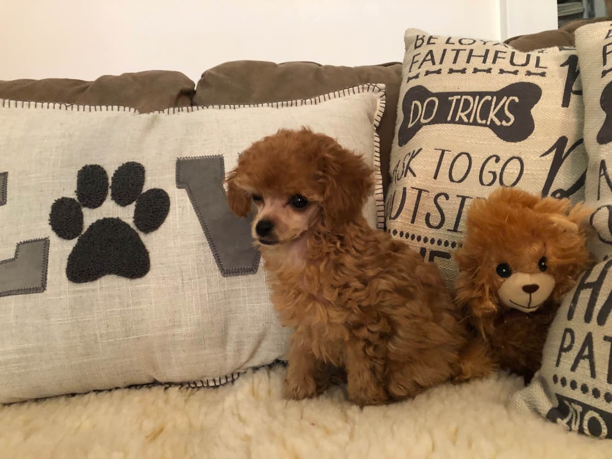 Toy Poodle Puppies breeder image 19