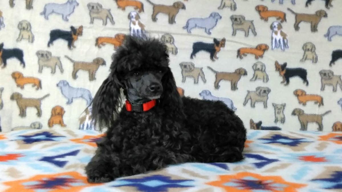 Toy Poodle Puppies breeder image 21