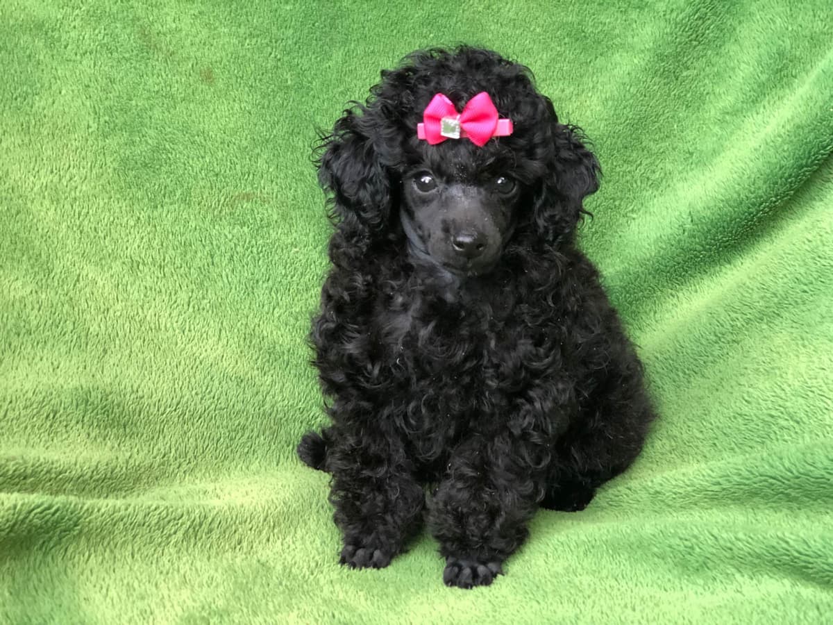 Toy Poodle Puppies breeder image 24