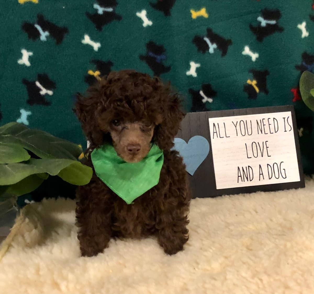 Toy Poodle Puppies breeder image 23