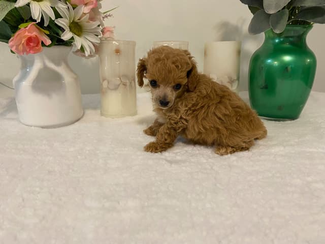 Toy Poodle Puppies media 13