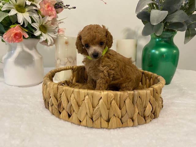 Toy Poodle Puppies media 2