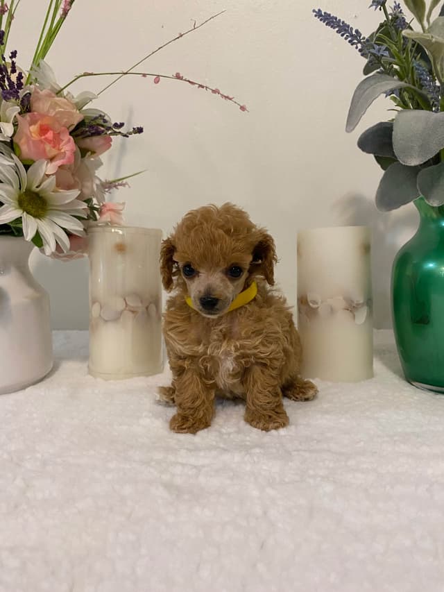 Toy Poodle Puppies media 7
