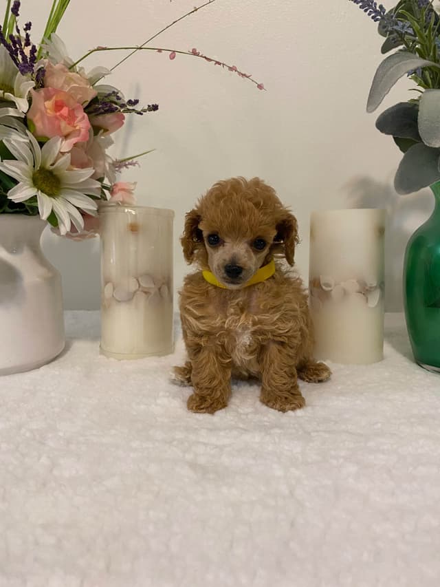 Toy Poodle Puppies media 10