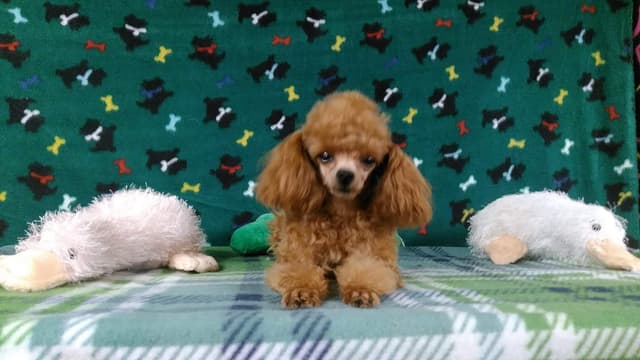 Toy Poodle Puppies media 8