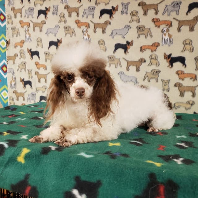 Toy Poodle Puppies media 11
