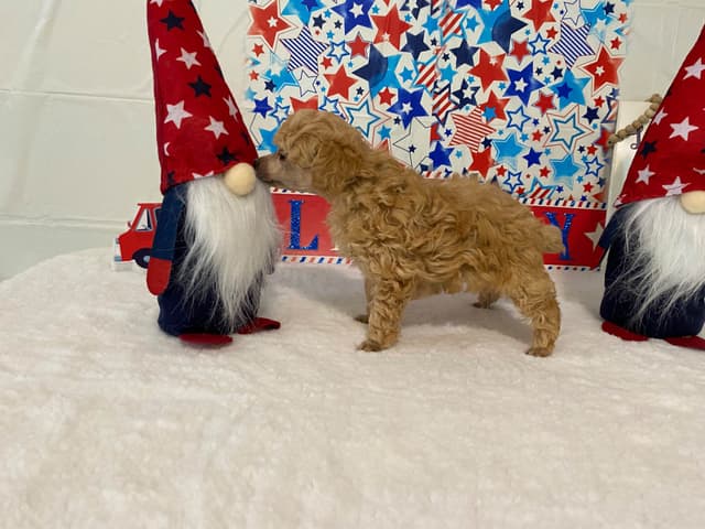 Toy Poodle Puppies media 2