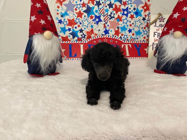 Toy Poodle Puppies media 3