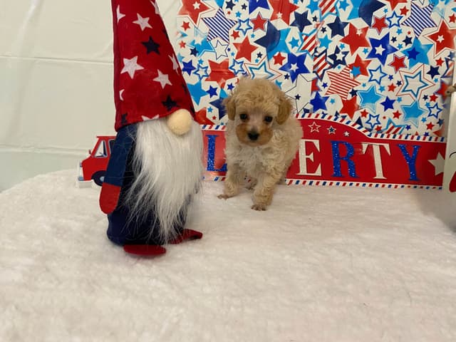 Toy Poodle Puppies media 4