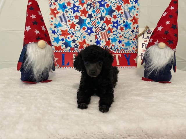 Toy Poodle Puppies media 5