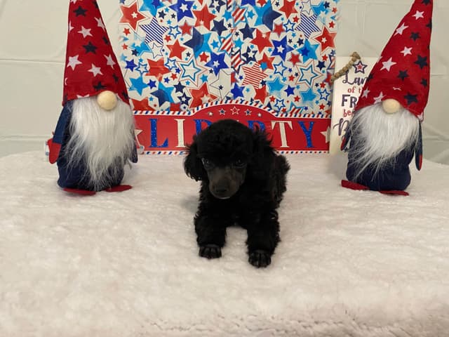 Toy Poodle Puppies media 6