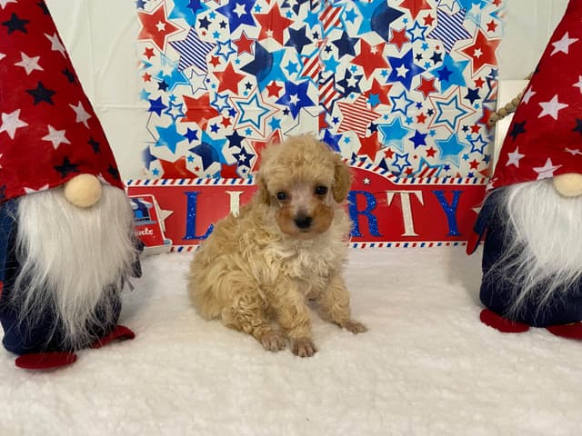 Toy Poodle Puppies media 9